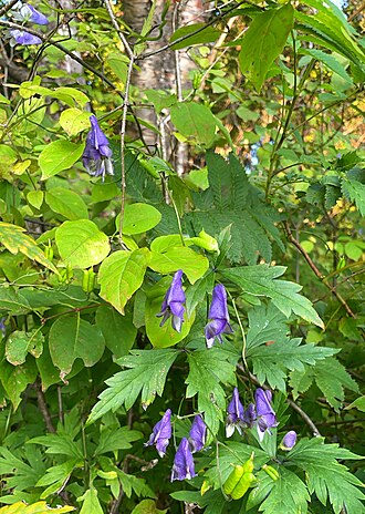 Aconitum consanguineum: Побег Aconitum consanguineum с соцветиями и плодами. Также видна лиана (листья) элеутерококка. Хабаровский край, г. Комсомольск-на-Амуре, памятник природы краев