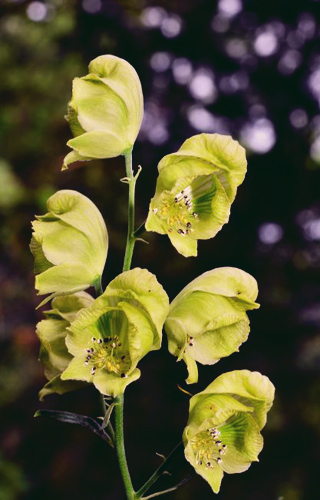 Aconitum coreanum: Aconitum koreanum