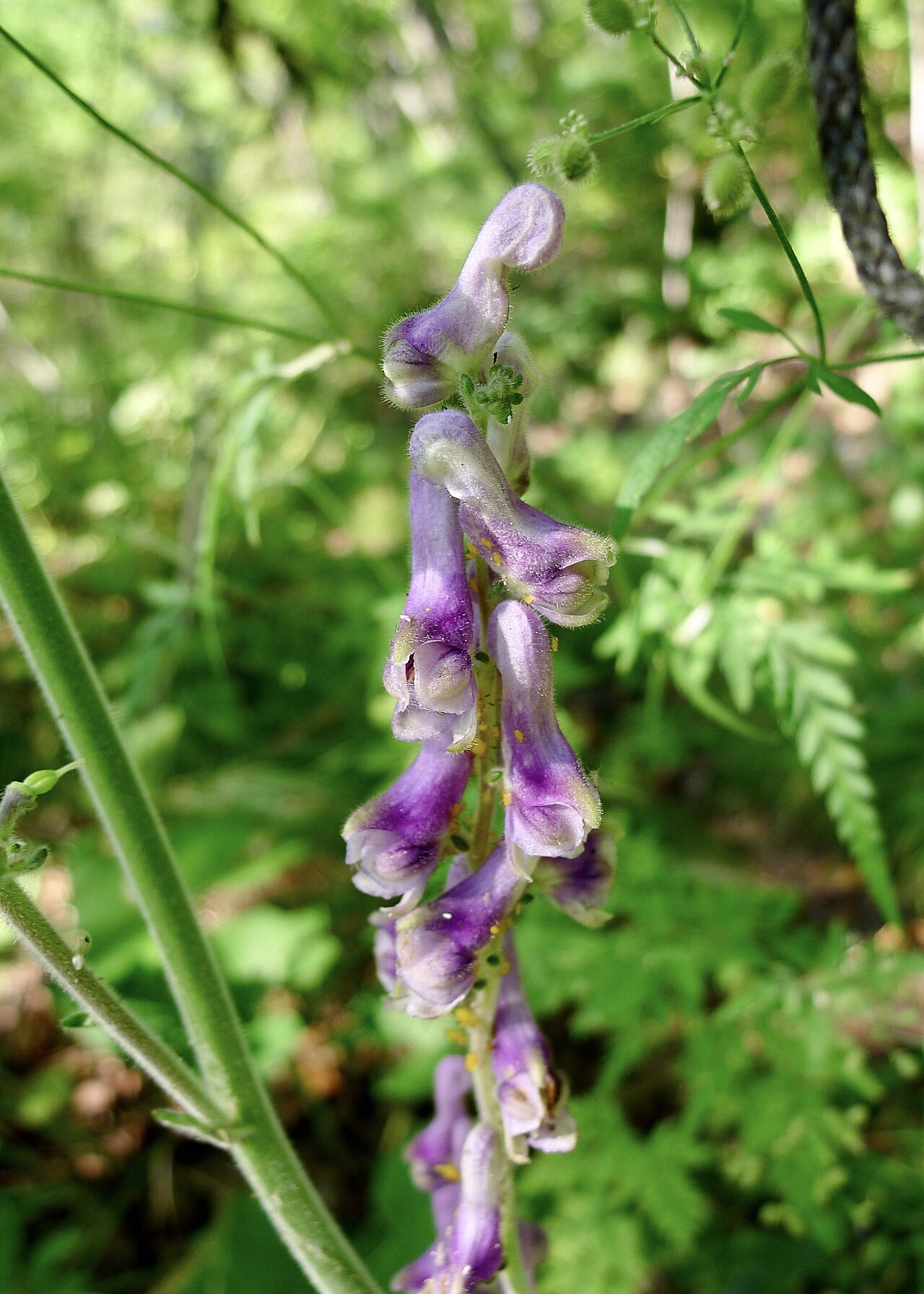 Aconitum desoulavyi: Aconitum desoulavyi (Ranunculaceae). Nr. Dalnegorsk town, Primorsky Krai, Russian Far East, Russia.