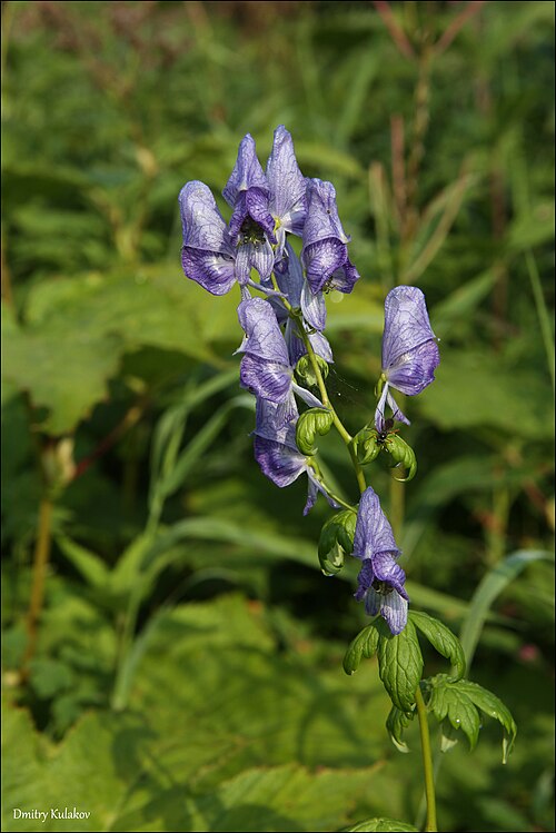 Fischer monkshood: Fischer monkshood