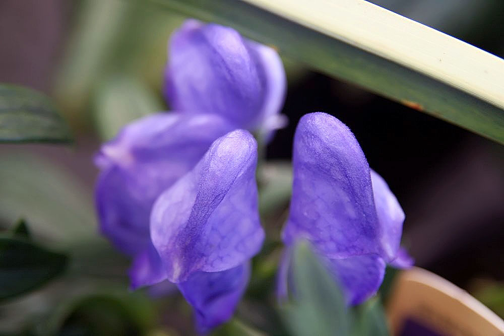 Fischer monkshood: Location taken: Merrifield Garden Center, Fairfax VA USA. Names: Aconitum fischeri Reichb., Azure Monkshood, Fischer Monkshood, Fischers Monkshood, Stormhat, Бо