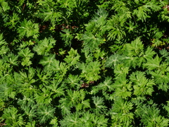 Aconitum fukutomei (Aconitum fukutomei)
