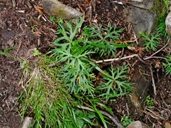 Aconitum fukutomei (Aconitum fukutomei)