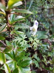 Aconitum fukutomei (Aconitum fukutomei)