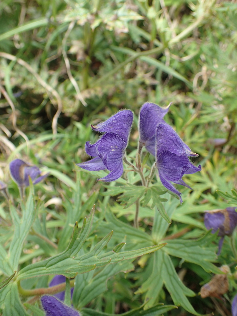 Aconitum fukutomei (Aconitum fukutomei)