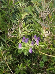 Aconitum fukutomei (Aconitum fukutomei)