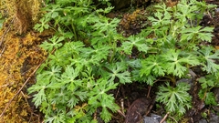 Aconitum fukutomei (Aconitum fukutomei)