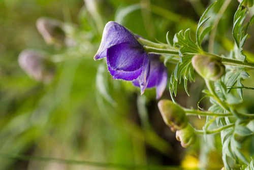 Aconitum fukutomei (Aconitum fukutomei)
