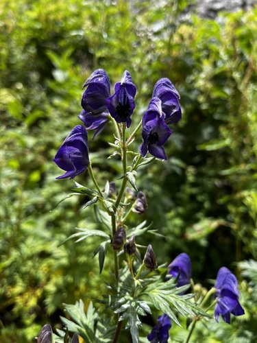 Aconitum fukutomei (Aconitum fukutomei)