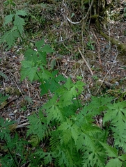Aconitum fukutomei (Aconitum fukutomei)