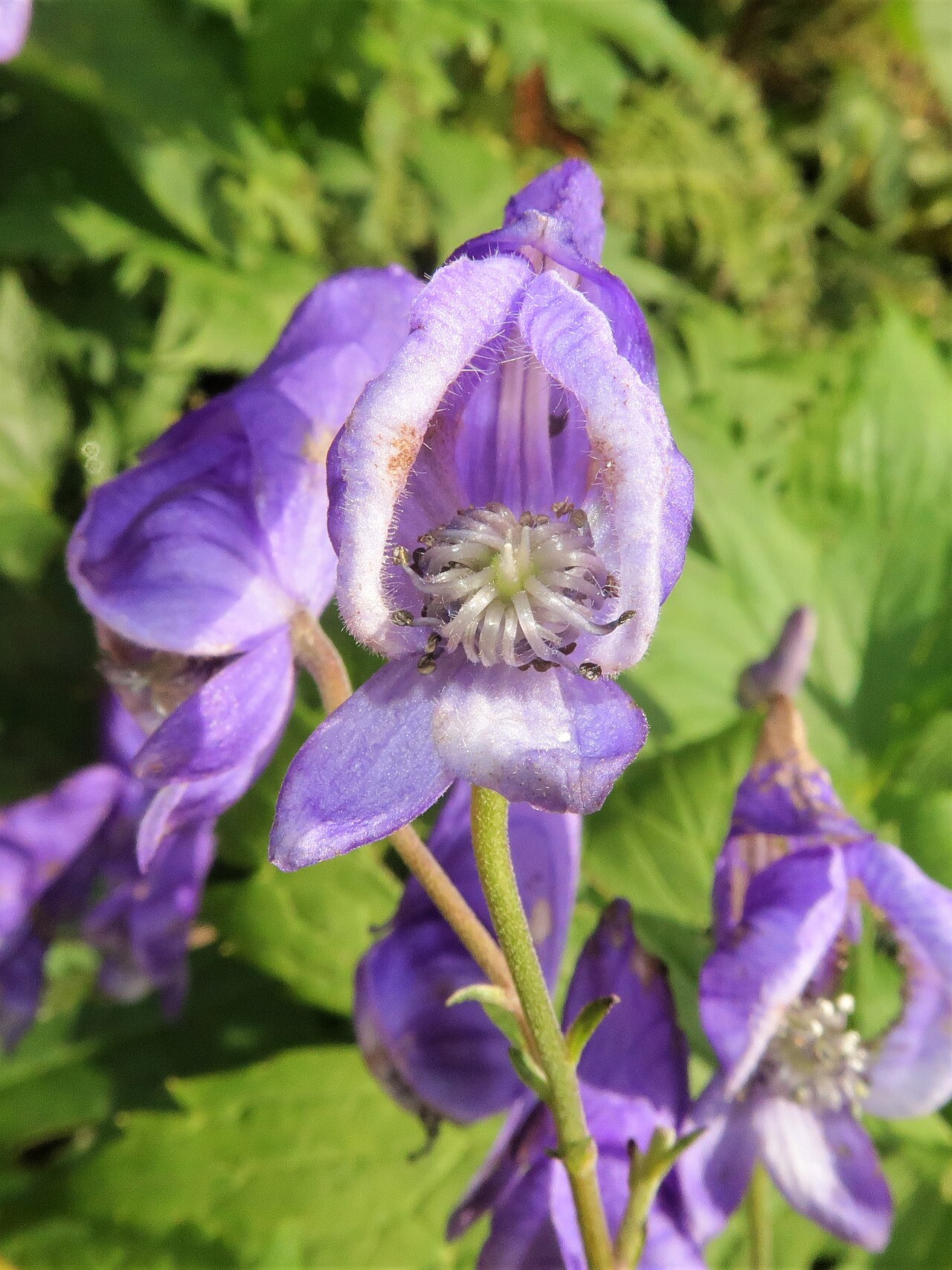 Aconitum gassanense: Aconitum gassanense , Mount Gassan, Yamagata pref., Japan