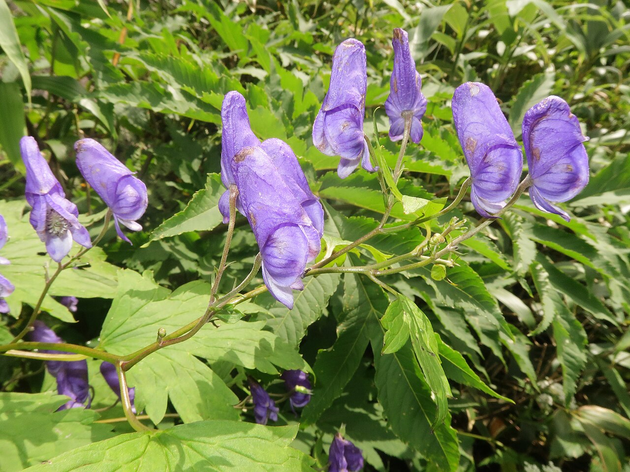 Aconitum gassanense: Aconitum gassanense , Mount Gassan, Yamagata pref., Japan