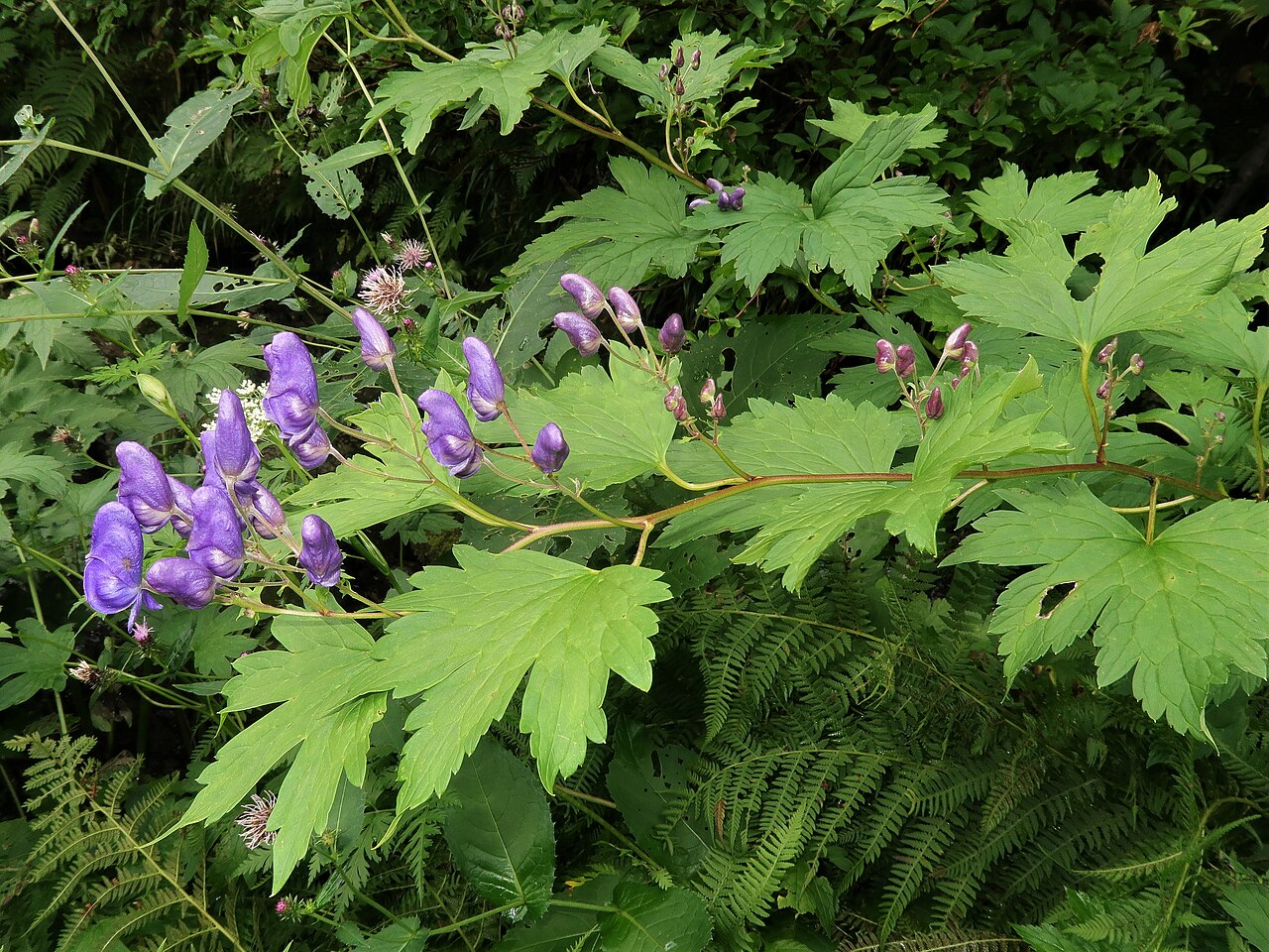 Aconitum gassanense: Aconitum gassanense , Mount Gassan, Yamagata pref., Japan
