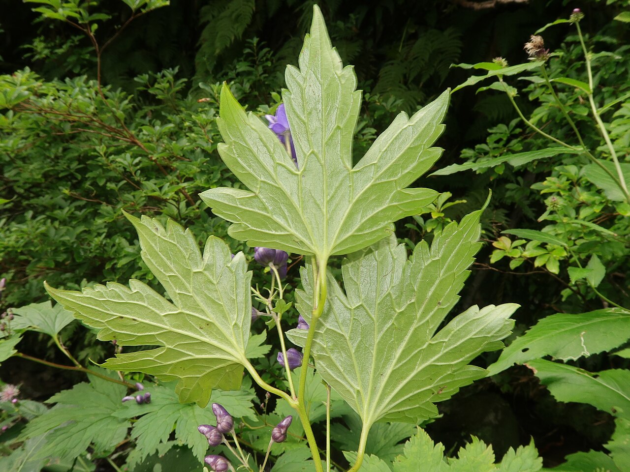 Aconitum gassanense: Aconitum gassanense , Mount Gassan, Yamagata pref., Japan