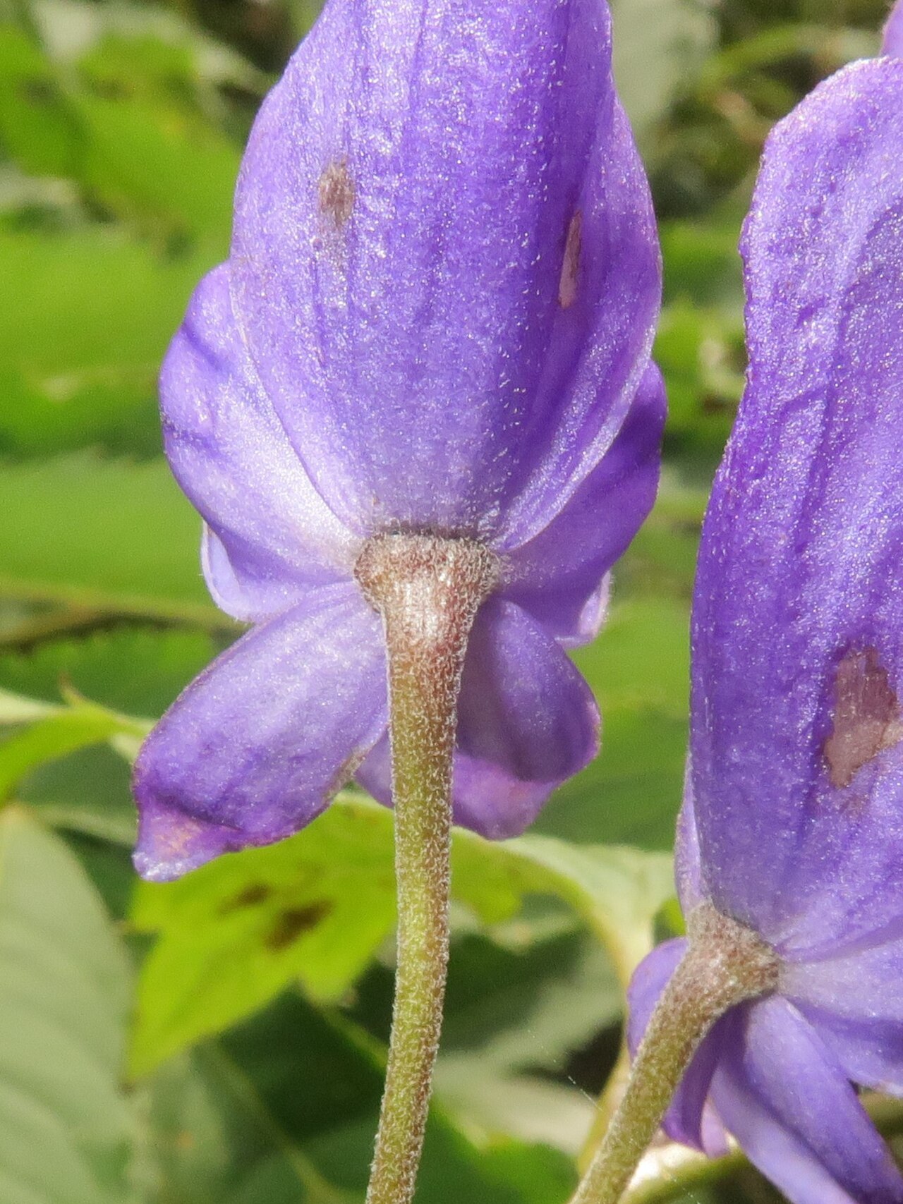 Aconitum gassanense: Aconitum gassanense , Mount Gassan, Yamagata pref., Japan