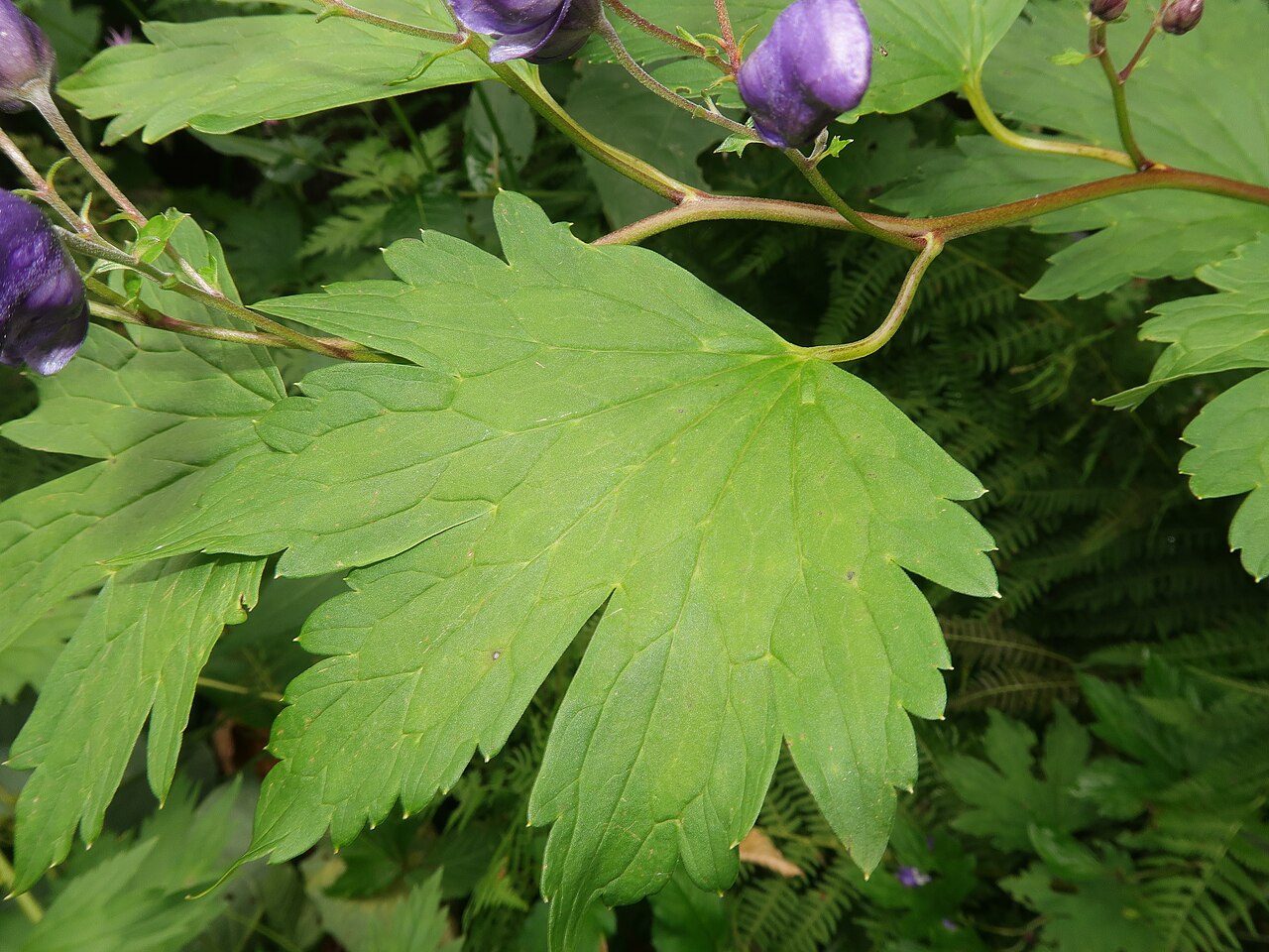 Aconitum gassanense: Aconitum gassanense , Mount Gassan, Yamagata pref., Japan
