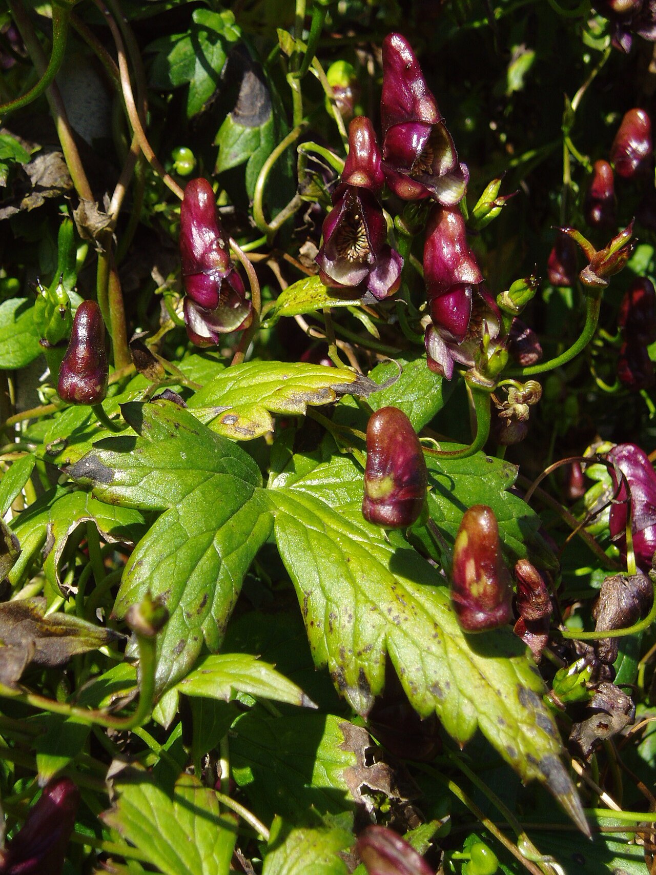 Aconitum hemsleyanum: Species of wolf's bane ( Aconitum hemsleyanum ), Bergianska trädgården , Stockholm