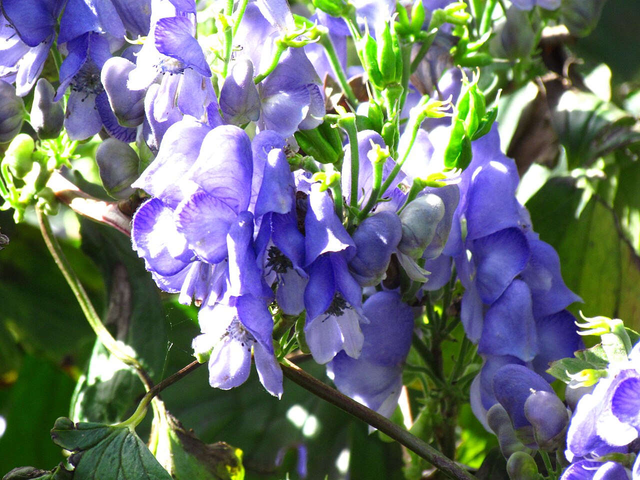 Aconitum hemsleyanum: Aconitum hemsleyanum
