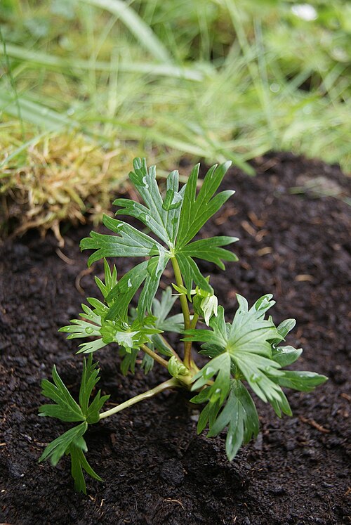 Sparks variety monkshood: Aconitum henryi