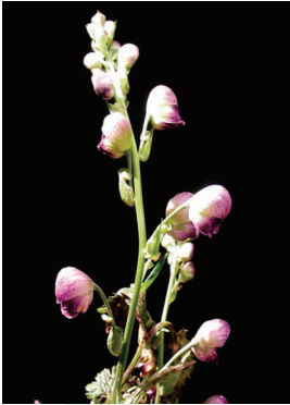 Himalayan monkshood: Aconitum Heterophyllum