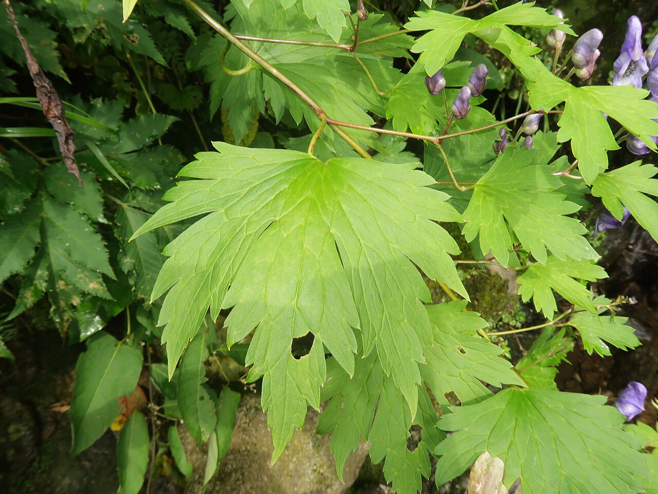 Aconitum iidemontanum: Aconitum iidemontanum , Mount Gassan, Yamagata pref., Japan