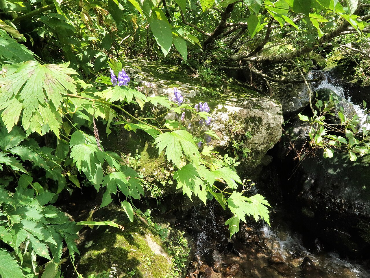 Aconitum iidemontanum: Aconitum iidemontanum , Mount Gassan, Yamagata pref., Japan