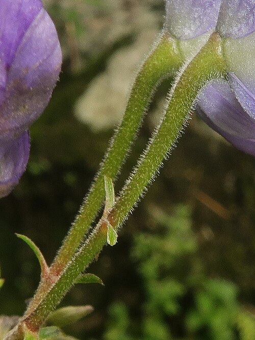 Aconitum iidemontanum: Aconitum iidemontanum , Mount Gassan, Yamagata pref., Japan