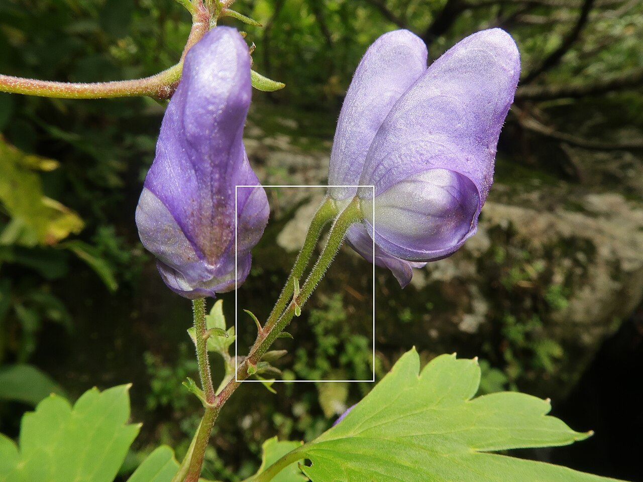 Aconitum iidemontanum: Aconitum iidemontanum , Mount Gassan, Yamagata pref., Japan
