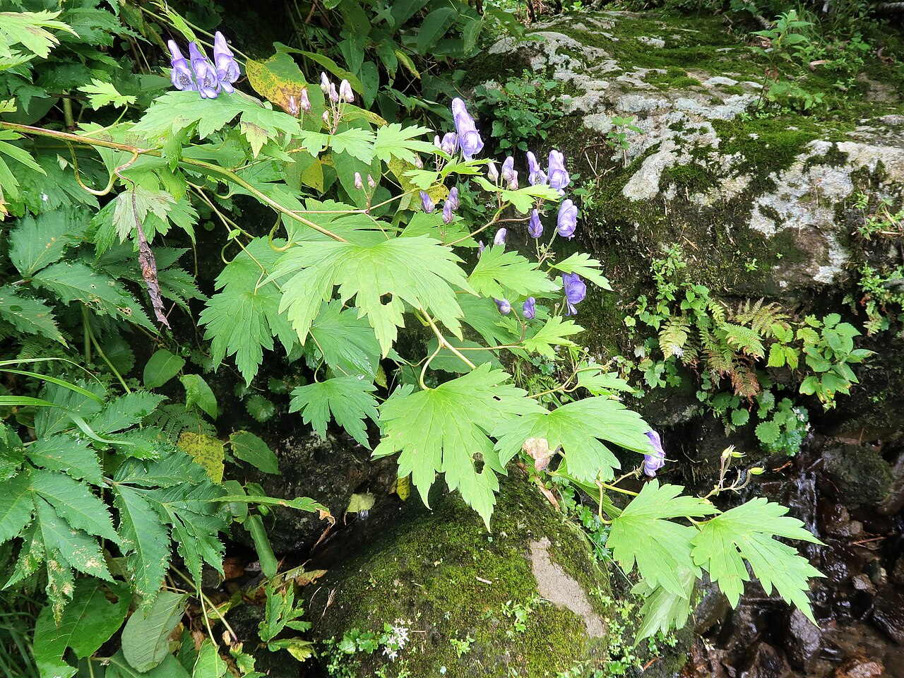 Aconitum iidemontanum: Aconitum iidemontanum , Mount Gassan, Yamagata pref., Japan