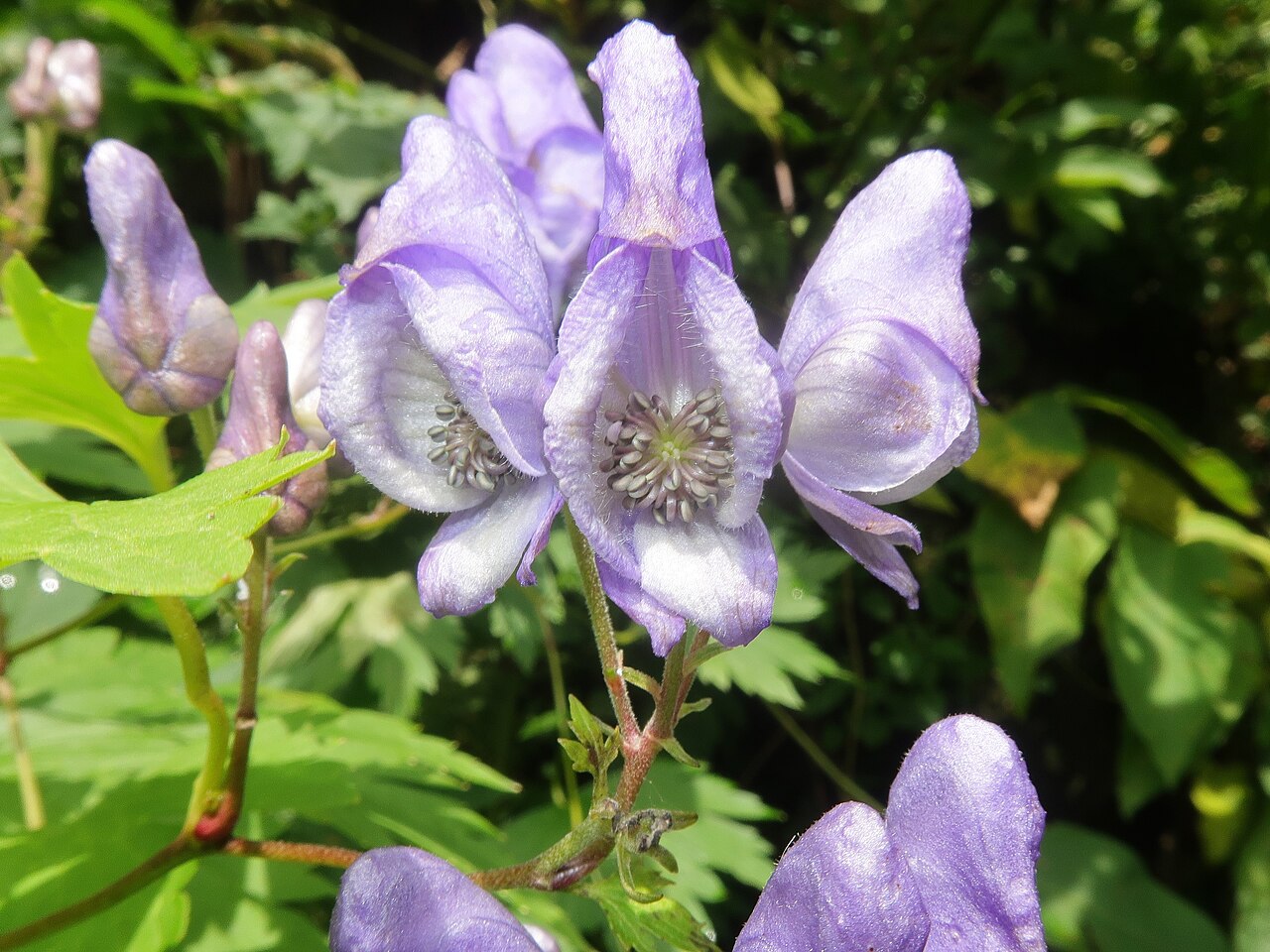 Aconitum iidemontanum: Aconitum iidemontanum , Mount Gassan, Yamagata pref., Japan