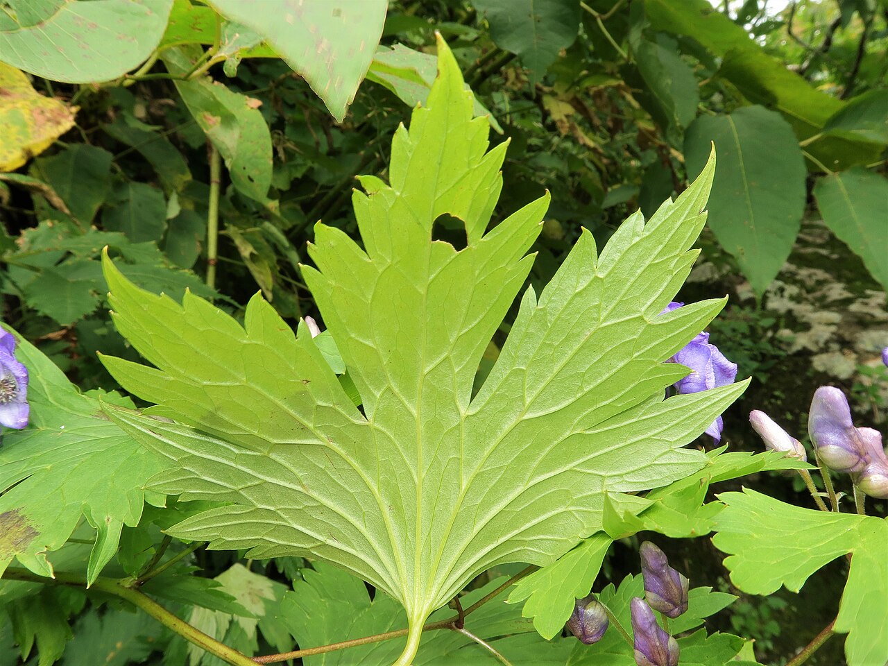 Aconitum iidemontanum: Aconitum iidemontanum , Mount Gassan, Yamagata pref., Japan