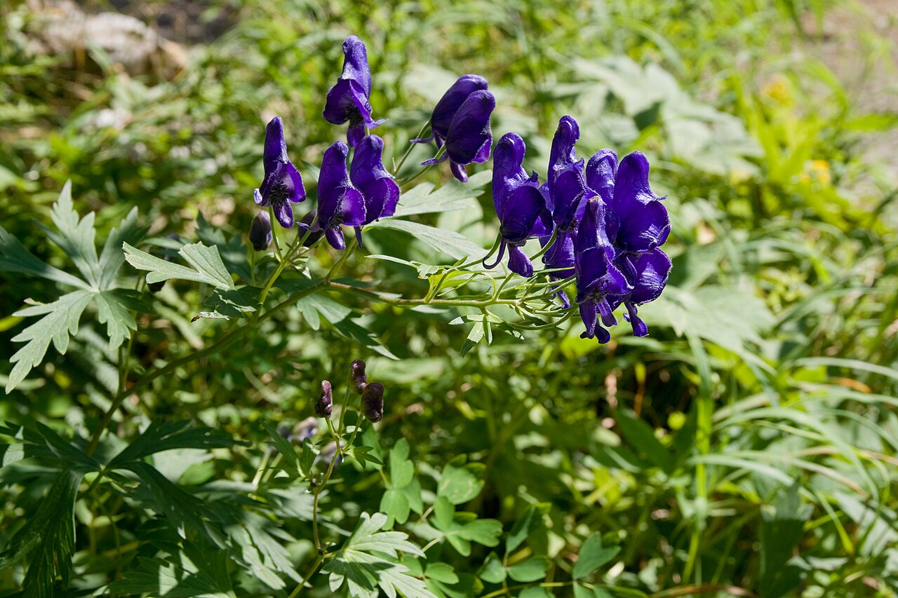 Aconitum japonicum: Aconitum japonicum var. montanum