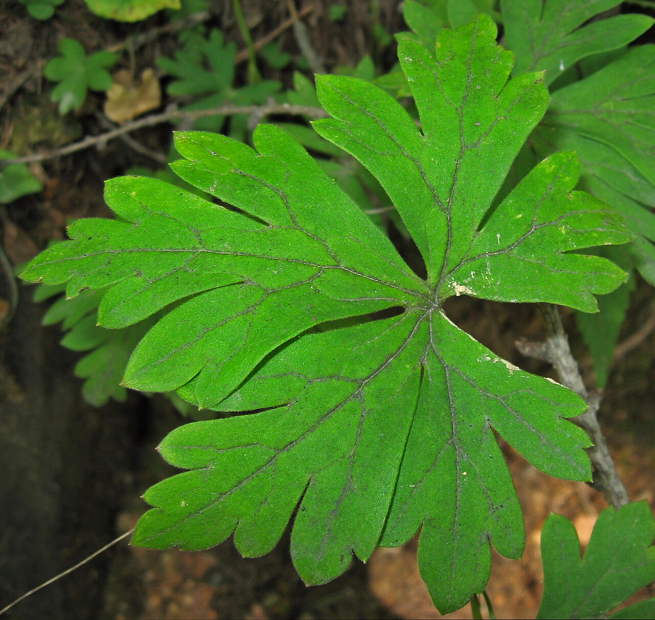 Aconitum japonicum: Aconitum japonicum var. montanum