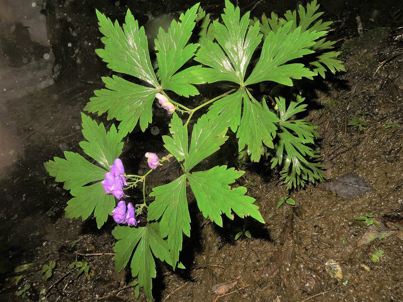 Aconitum japonicum: Aconitum japonicum subsp. japonicum , Minamitsuru district, Yamanashi pref., Japan