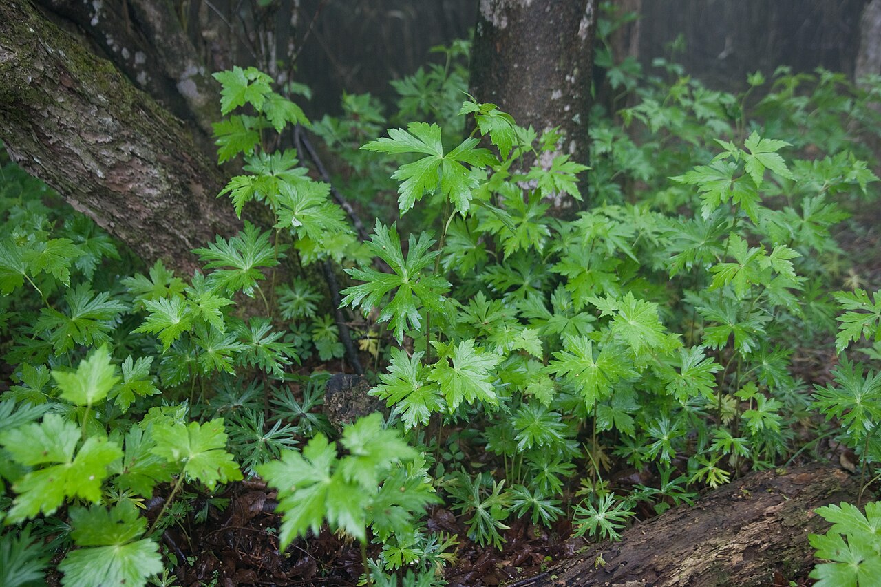 Aconitum japonicum: Aconitum japonicum var. montanum Location:Mt.Furo in Tanzawa Mountains, Honshu, Japan. Elev-900m