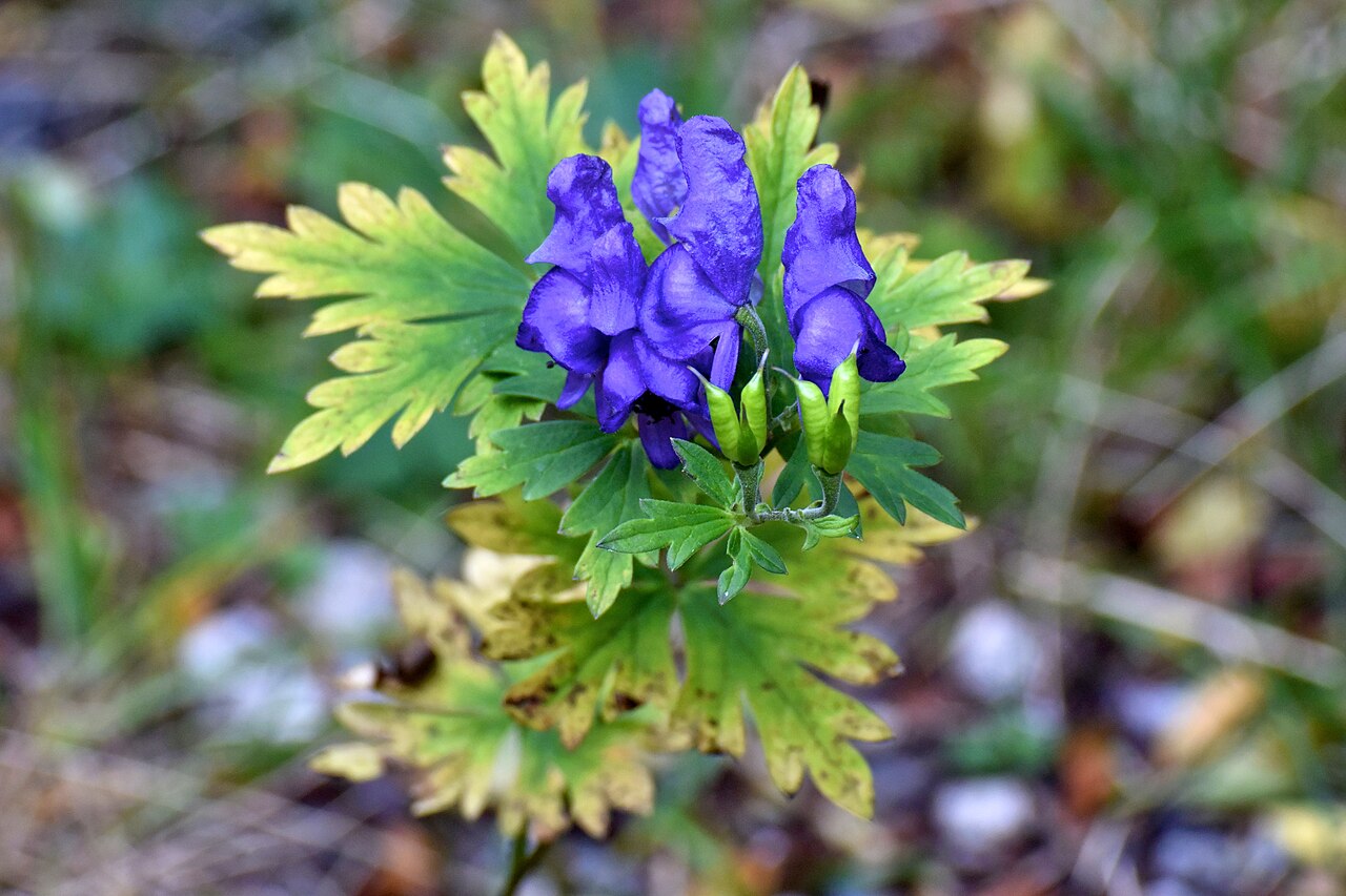 Aconitum japonicum: w/ Nikon 1V3 +70-300mm