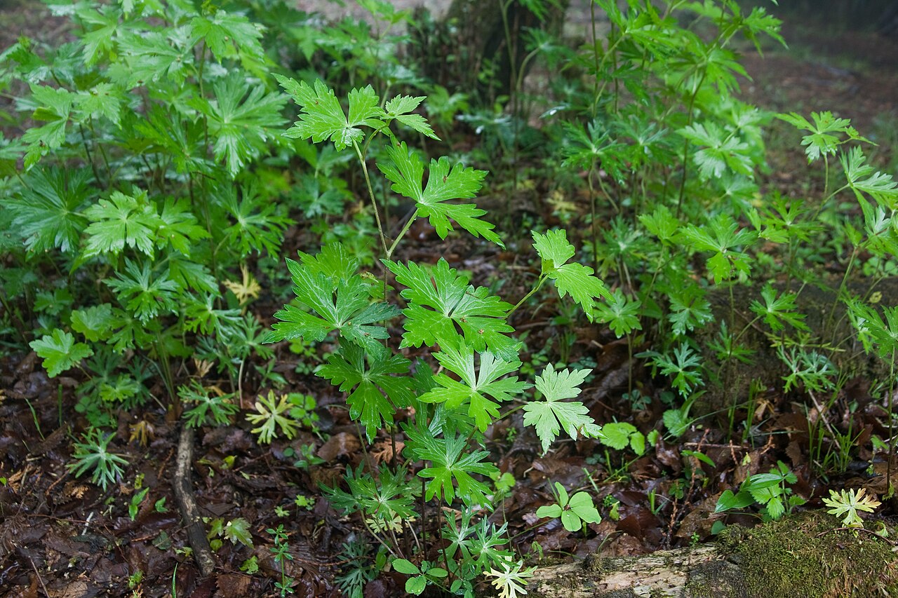 Aconitum japonicum: Aconitum japonicum var. montanum Location:Mt.Furo in Tanzawa Mountains, Honshu, Japan. Elev-900m