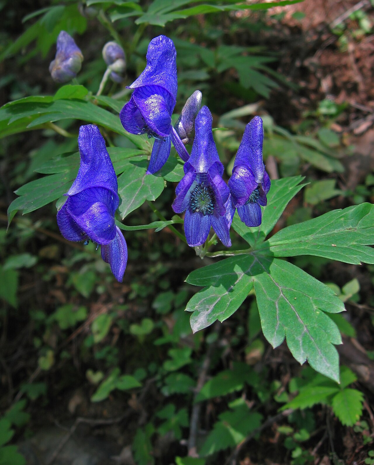 Aconitum japonicum: Aconitum japonicum var. montanum