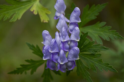 Aconitum japonicum: Aconitum japonicum