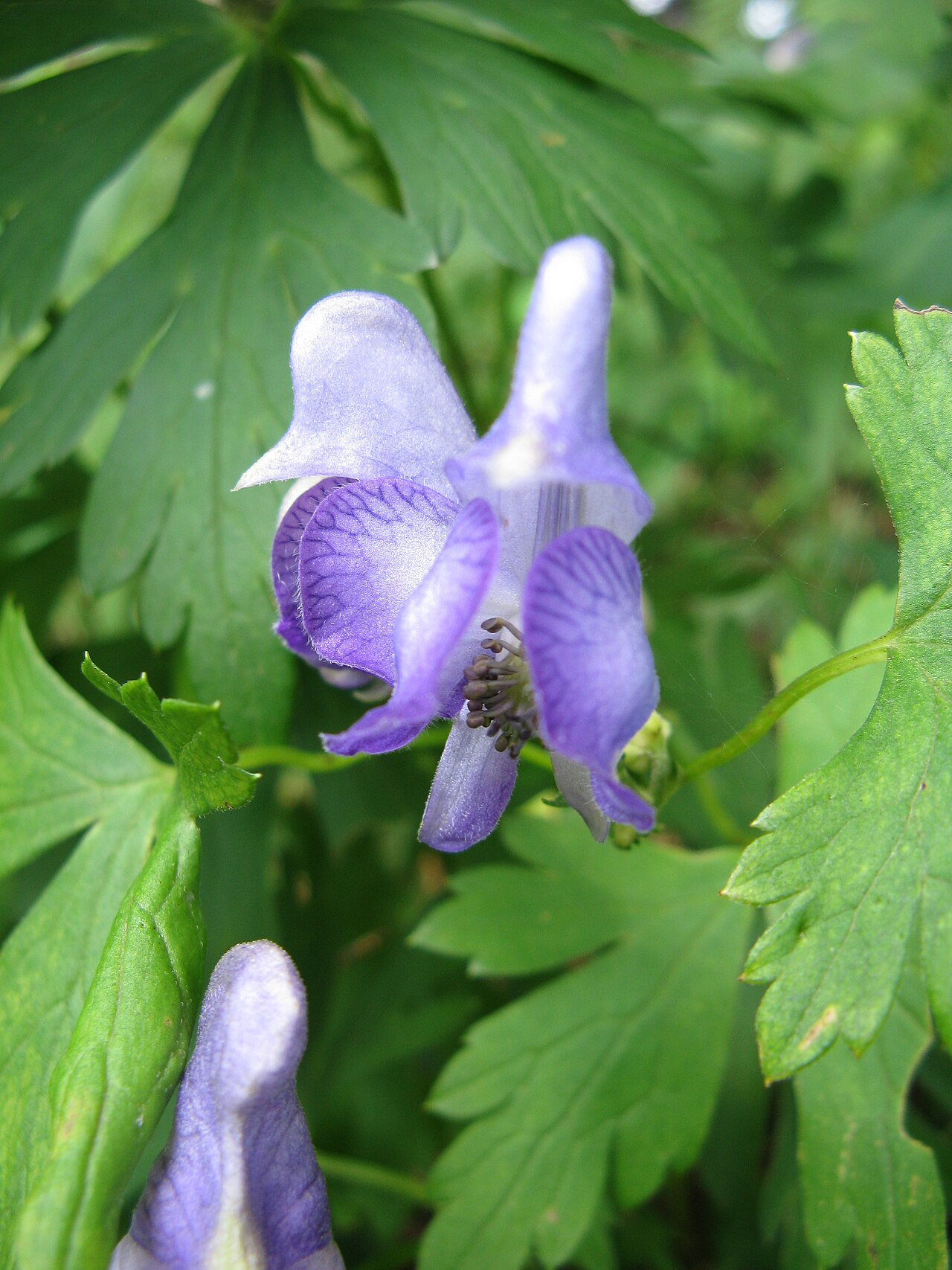 Aconitum japonicum: ヤマトリカブト