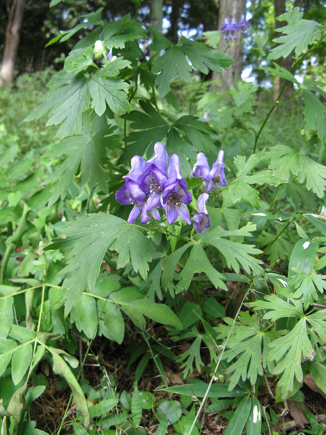 Aconitum japonicum: ヤマトリカブト