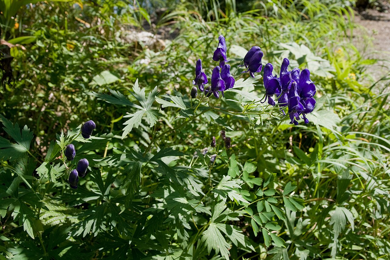 Aconitum japonicum: Aconitum japonicum var. montanum