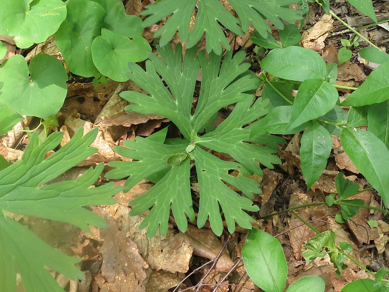 Aconitum kirinense: Aconitum kirinense