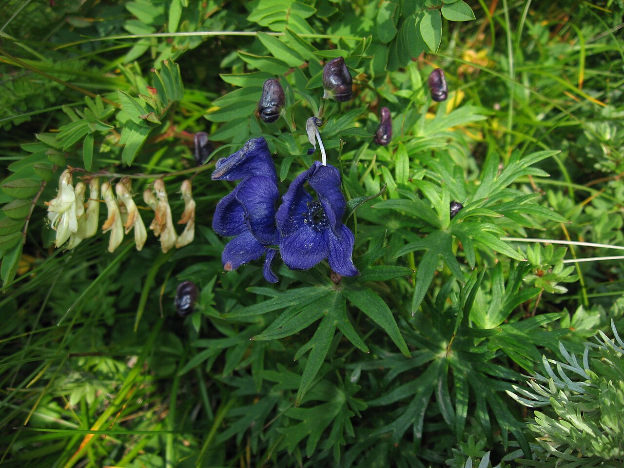 Aconitum kitadakense: Aconitum kitadakense Nakai