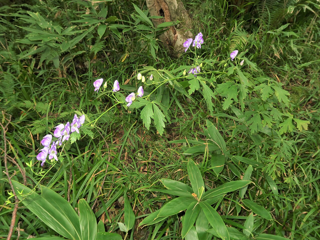 Aconitum kiyomiense: Aconitum kiyomiense , Takayama city, Gifu pref., Japan