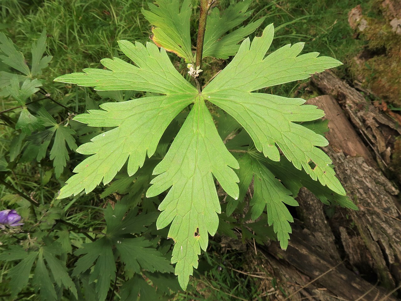 Aconitum kiyomiense: Aconitum kiyomiense , Takayama city, Gifu pref., Japan