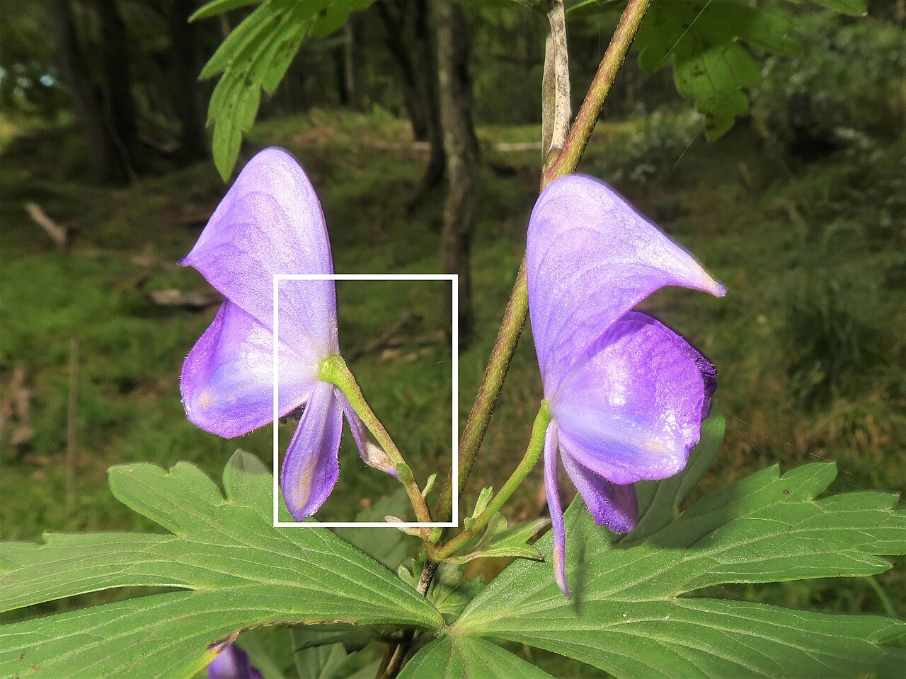 Aconitum kiyomiense: Aconitum kiyomiense , Takayama city, Gifu pref., Japan