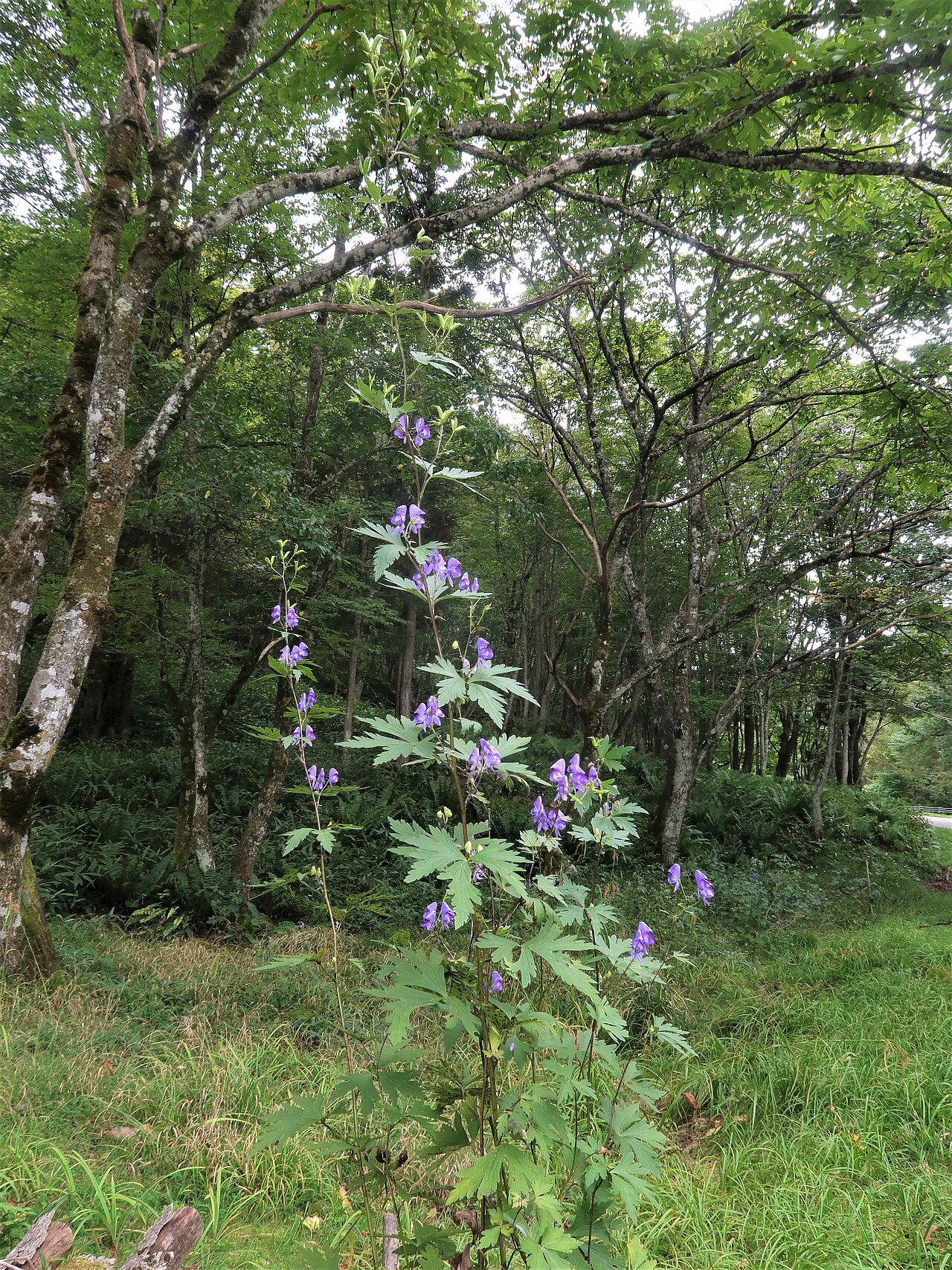 Aconitum kiyomiense: Aconitum kiyomiense , Takayama city, Gifu pref., Japan