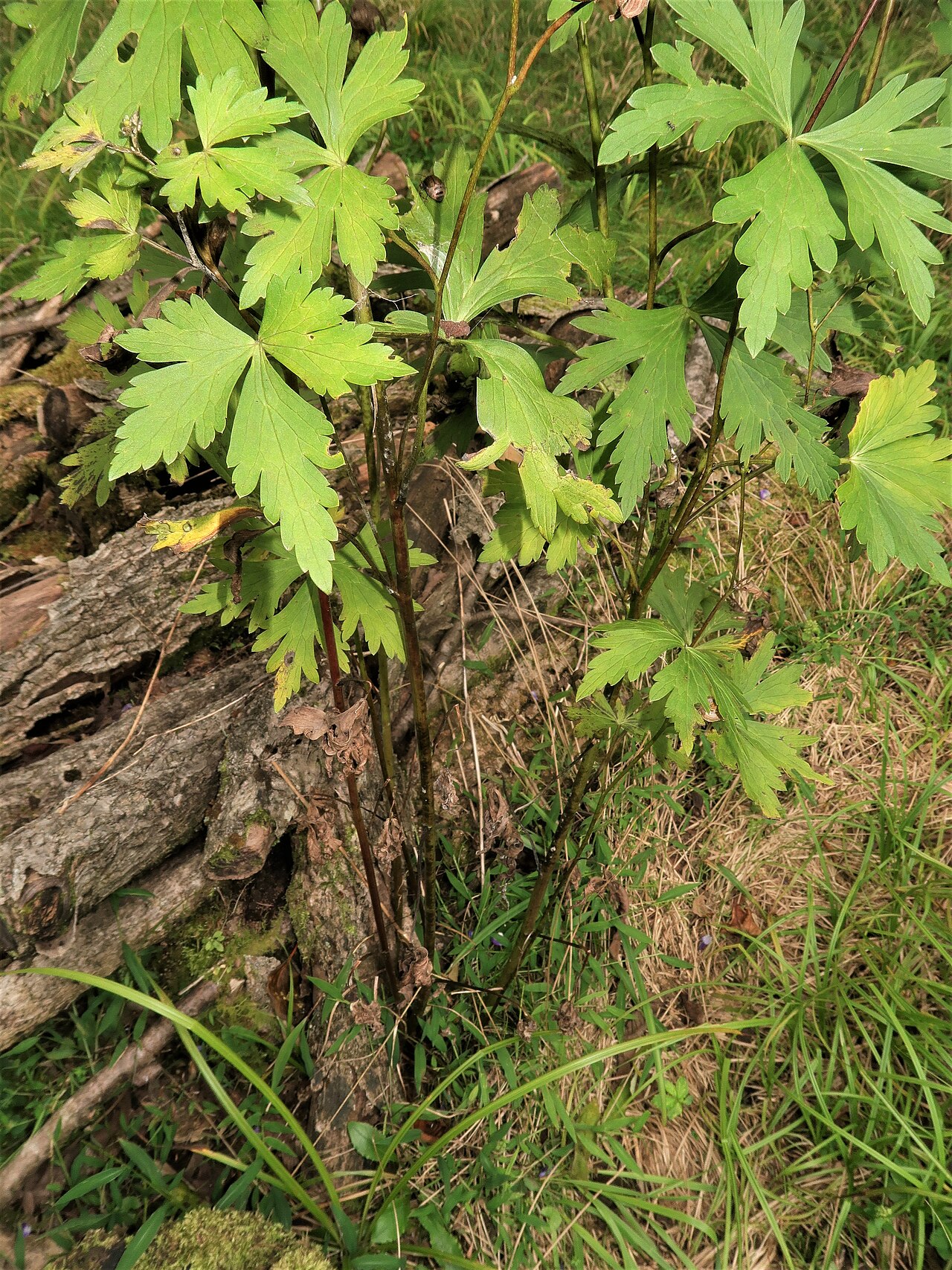 Aconitum kiyomiense: Aconitum kiyomiense , Takayama city, Gifu pref., Japan