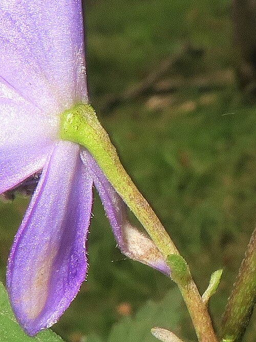 Aconitum kiyomiense: Aconitum kiyomiense , Takayama city, Gifu pref., Japan